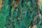 Free Standing Colorful Parrot Wing Chrysocolla Section - Mexico #265635-1